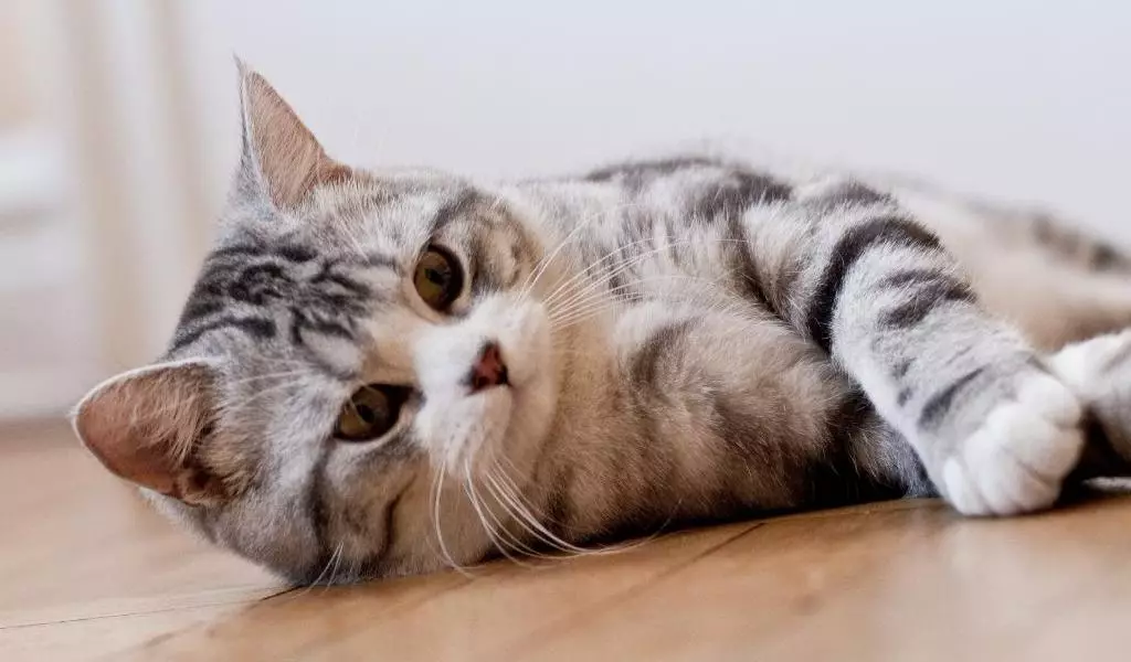 Скоттиш-страйт (63 фото): опис прямоухих котів шотландської породи, особливості характеру кошенят. Скільки триває вагітність у кішок? 22429_40