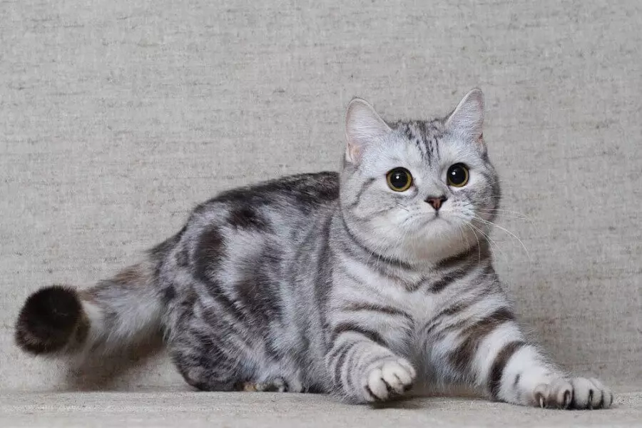 İskoç Düz (63 fotoğraf): İskoç cins sağ kedilerin bir açıklama, yavru kedi karakterinin özellikleri. Kaç gebelik kedilerde sürer? 22429_5