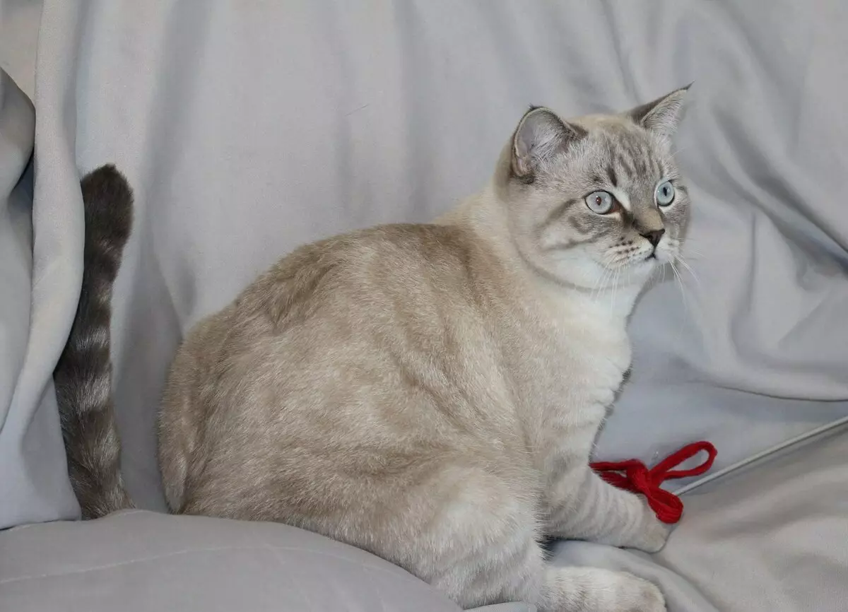 Scottish Sirge (63 fotot): Šoti tõu paremate kasside kirjeldus, kassipoegade iseloomu omadused. Mitu rasedust kestab kassides? 22429_60