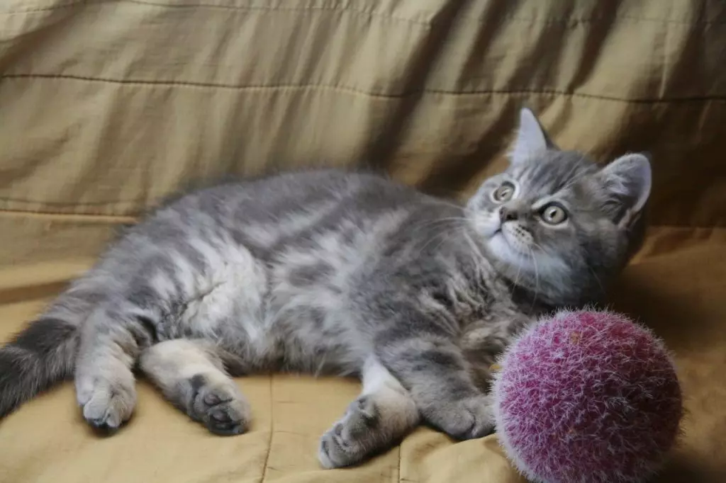Scottish Sirge (63 fotot): Šoti tõu paremate kasside kirjeldus, kassipoegade iseloomu omadused. Mitu rasedust kestab kassides? 22429_63