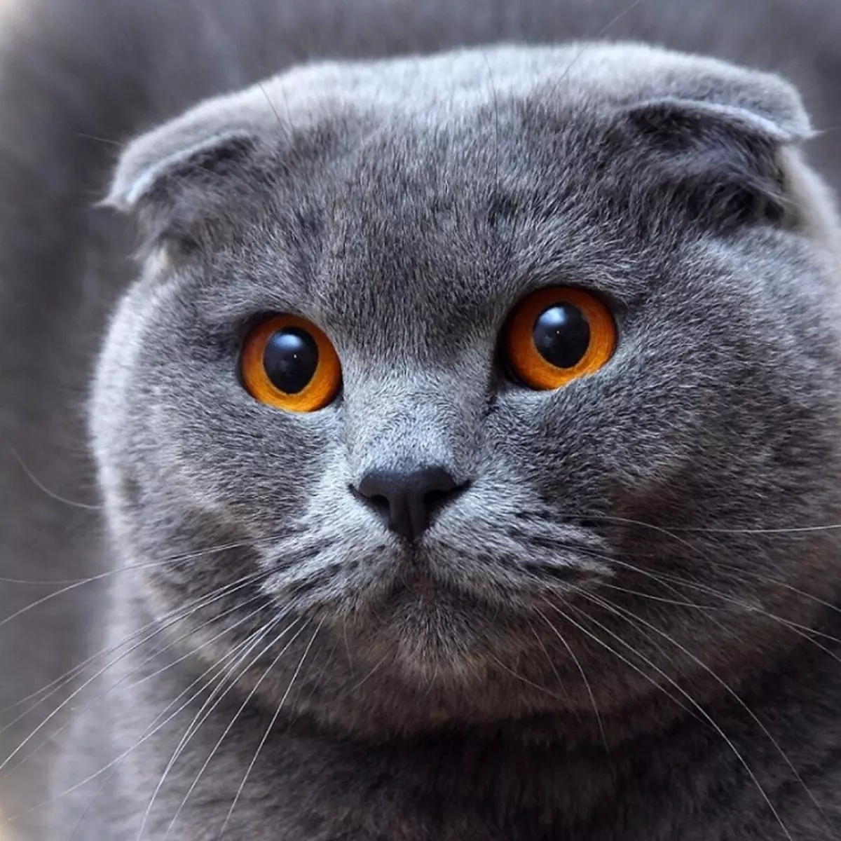 Fold Scottish Blue Cat (22 foto's): Beskriuwing fan it ras en funksjes fan 'e kleur. Hokker kleur binne jo eagen berne?