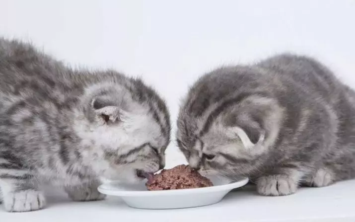 İskoç fold kedilerini beslemek için ne? Güç Kuralları yavru kedi ve evde kedi. Onlara süt vermek mümkün mü? 22434_5