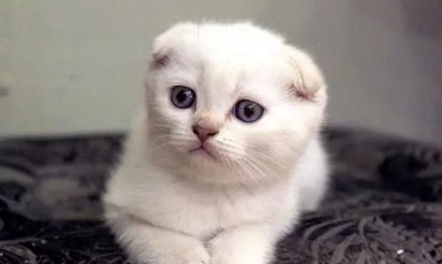 Bela grob mucek (25 fotografij): značilnosti škotskih mačk in belih mladičev z modrimi očmi, njihovo vsebino 22435_14