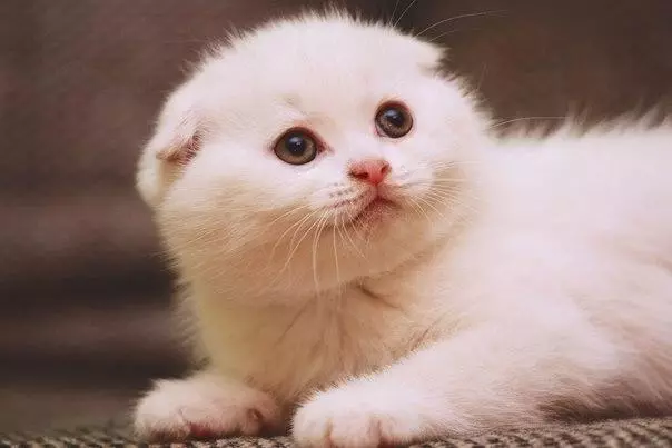 Beyaz Fold Kitten (25 Fotoğraf): İskoç Kedilerin ve Beyaz Yavruların Mavi Gözleri, İçeriği ile Özellikleri 22435_17