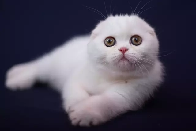 Bela grob mucek (25 fotografij): značilnosti škotskih mačk in belih mladičev z modrimi očmi, njihovo vsebino 22435_19