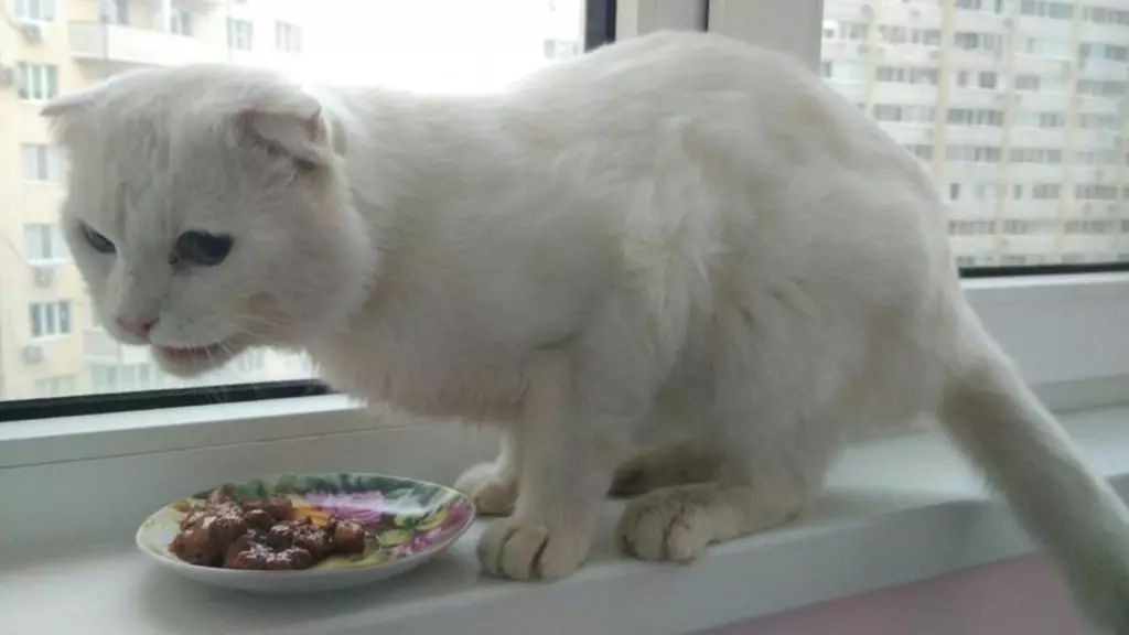 Gatet blanc Fold (25 fotos): Les característiques dels gats i gatets escocesos blancs amb ulls blaus, el seu contingut 22435_24