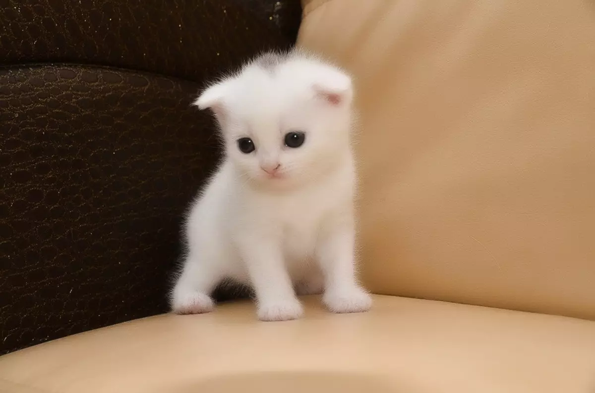 Gatet blanc Fold (25 fotos): Les característiques dels gats i gatets escocesos blancs amb ulls blaus, el seu contingut 22435_3