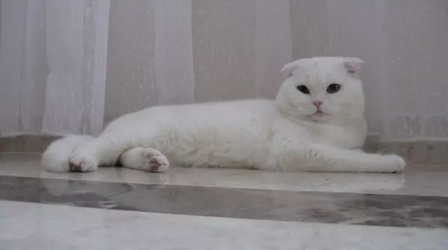 Balts salokāms kaķēns (25 fotogrāfijas): Skotijas kaķu un balto kaķēnu iezīmes ar zilām acīm, to saturu 22435_4