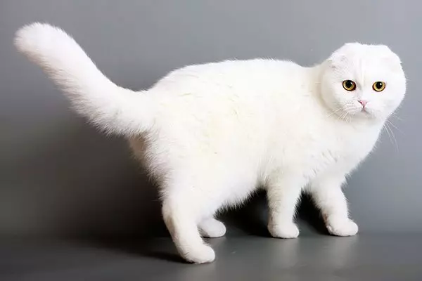 Balts salokāms kaķēns (25 fotogrāfijas): Skotijas kaķu un balto kaķēnu iezīmes ar zilām acīm, to saturu 22435_5