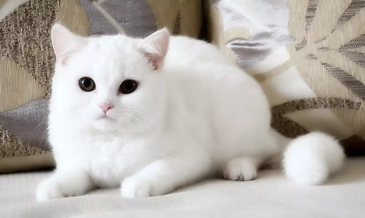 Balts salokāms kaķēns (25 fotogrāfijas): Skotijas kaķu un balto kaķēnu iezīmes ar zilām acīm, to saturu 22435_6