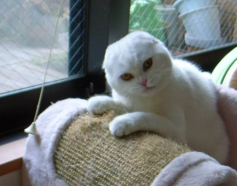 Bela grob mucek (25 fotografij): značilnosti škotskih mačk in belih mladičev z modrimi očmi, njihovo vsebino 22435_8