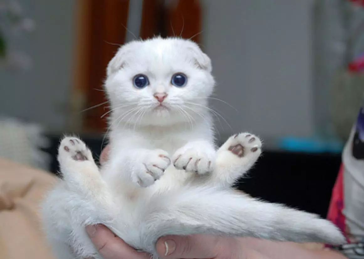 Balts salokāms kaķēns (25 fotogrāfijas): Skotijas kaķu un balto kaķēnu iezīmes ar zilām acīm, to saturu 22435_9
