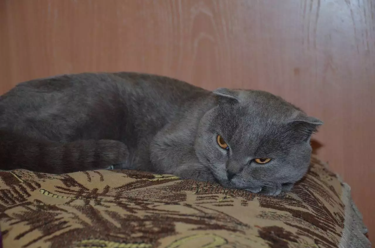 Preklopna mačka siva barva (19 fotografij): Značilnosti barve in pasme. Kakšne oči so mačke te barve, se običajno rodijo? 22436_10