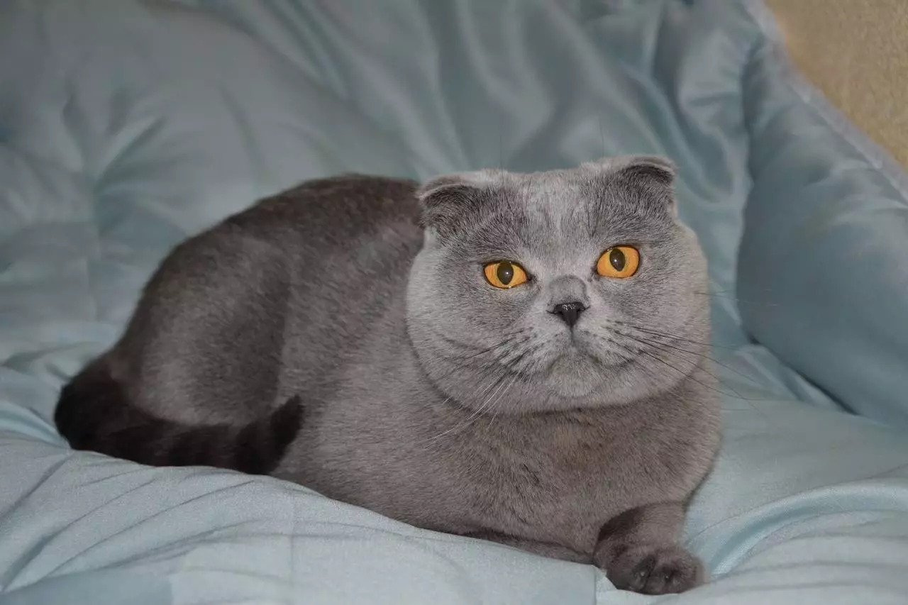Preklopna mačka siva barva (19 fotografij): Značilnosti barve in pasme. Kakšne oči so mačke te barve, se običajno rodijo? 22436_11