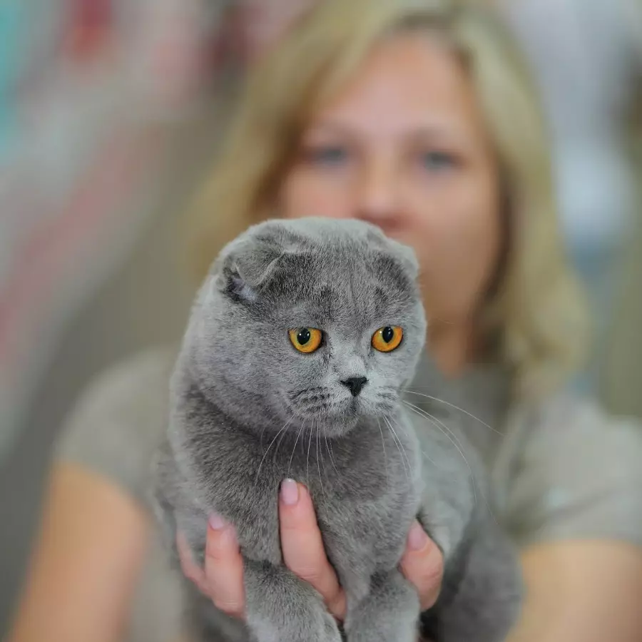 Preklopna mačka siva barva (19 fotografij): Značilnosti barve in pasme. Kakšne oči so mačke te barve, se običajno rodijo? 22436_13