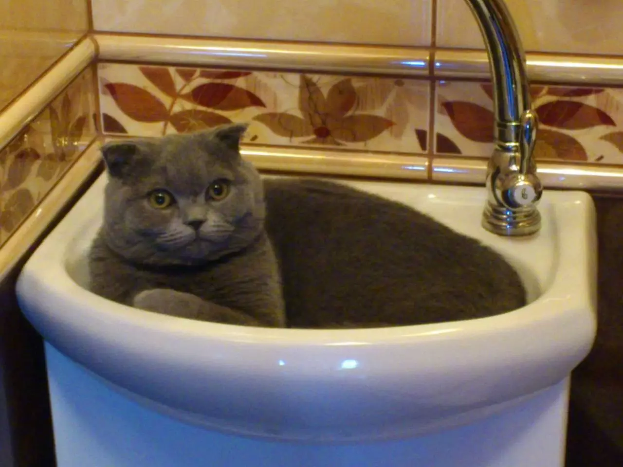 Preklopna mačka siva barva (19 fotografij): Značilnosti barve in pasme. Kakšne oči so mačke te barve, se običajno rodijo? 22436_16