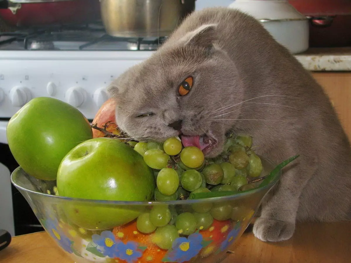 Preklopna mačka siva barva (19 fotografij): Značilnosti barve in pasme. Kakšne oči so mačke te barve, se običajno rodijo? 22436_18