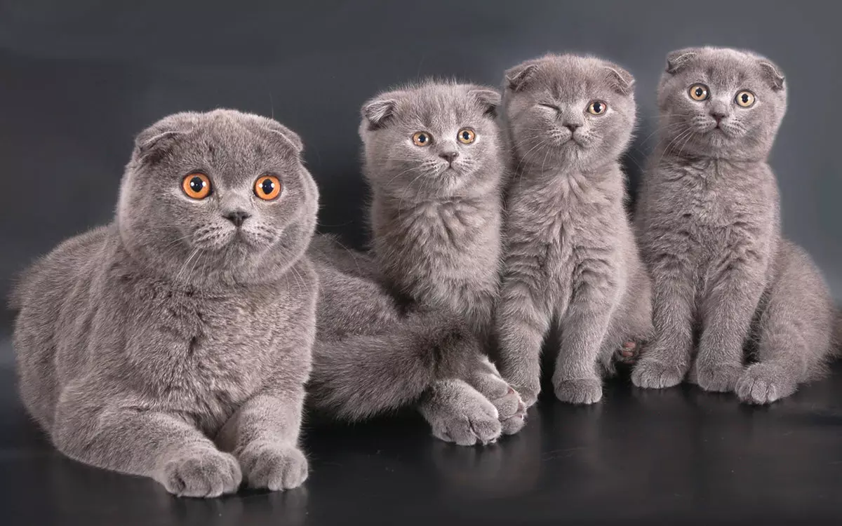 Preklopna mačka siva barva (19 fotografij): Značilnosti barve in pasme. Kakšne oči so mačke te barve, se običajno rodijo? 22436_3
