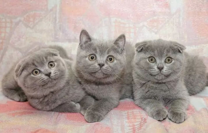 Preklopna mačka siva barva (19 fotografij): Značilnosti barve in pasme. Kakšne oči so mačke te barve, se običajno rodijo? 22436_4