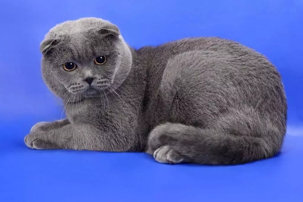 Preklopna mačka siva barva (19 fotografij): Značilnosti barve in pasme. Kakšne oči so mačke te barve, se običajno rodijo? 22436_5