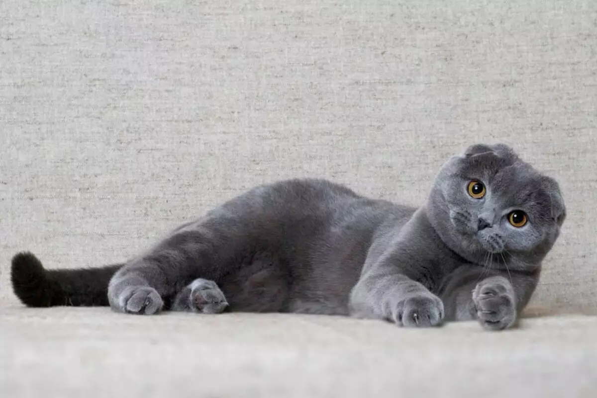 Preklopna mačka siva barva (19 fotografij): Značilnosti barve in pasme. Kakšne oči so mačke te barve, se običajno rodijo? 22436_6