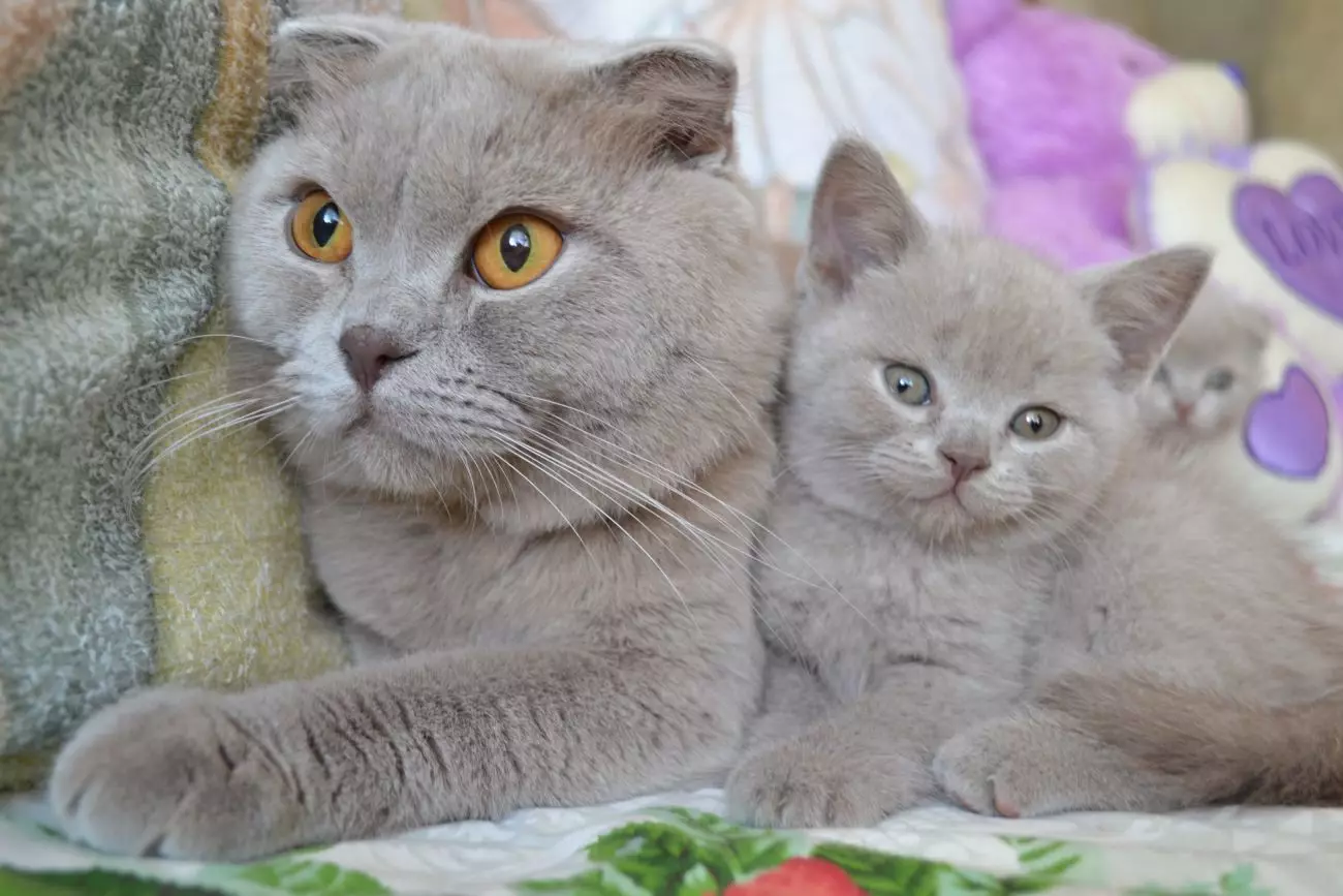Preklopna mačka siva barva (19 fotografij): Značilnosti barve in pasme. Kakšne oči so mačke te barve, se običajno rodijo? 22436_7