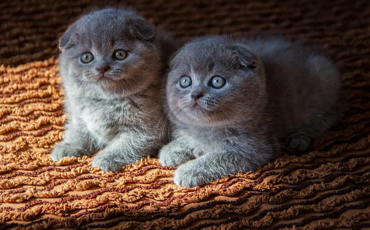 Preklopna mačka siva barva (19 fotografij): Značilnosti barve in pasme. Kakšne oči so mačke te barve, se običajno rodijo? 22436_8