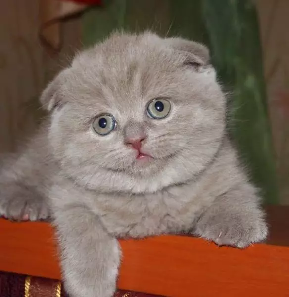 Lilk Škotijos Sulenkite katė (15 nuotraukų): Spalvų savybės, veislės charakteristikos, turinys 22437_2