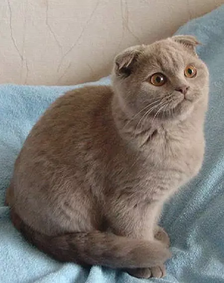 Lilk Scottish Fold Cat (15 լուսանկար). Գույնի առանձնահատկություններ, ցեղատեսակի բնութագրեր, բովանդակություն 22437_3