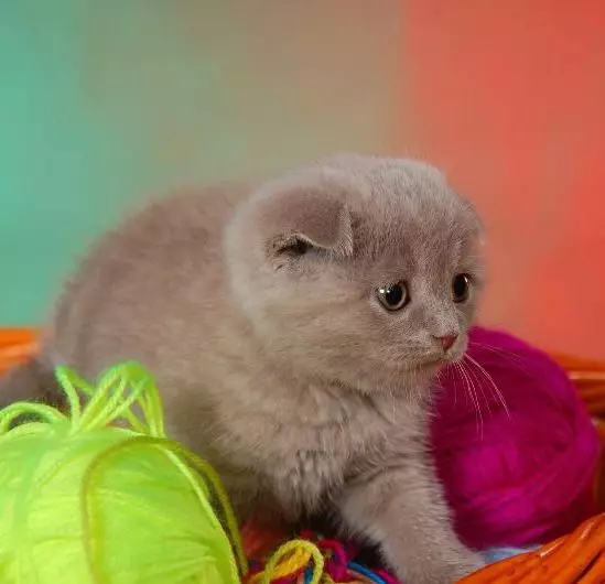 Lilk Scottish Fold Cat (15 լուսանկար). Գույնի առանձնահատկություններ, ցեղատեսակի բնութագրեր, բովանդակություն 22437_4