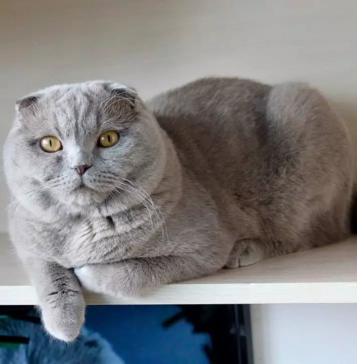 Lilk Scottish Fold Cat (15 bilder): fargefunksjoner, raseegenskaper, innhold 22437_5