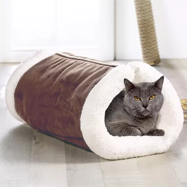 Lilk Scottish Fold Cat (15 Foto): Fitur Warna, Karakteristik Breed, Konten 22437_8