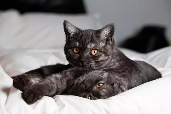 Scottish Right Cats (29 fotos): preto e vermelho, cinza e branco gatos retos, mármore e fumaça, azul e listrado Estreitos escoceses 22441_2