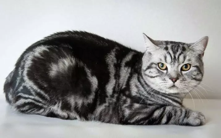 蘇格蘭右貓（29張照片）：黑色和紅色，灰色和白色的直貓，大理石和煙熏，藍色和條紋的蘇格蘭海峽 22441_21