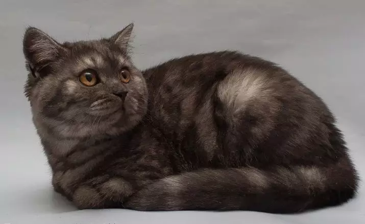 蘇格蘭右貓（29張照片）：黑色和紅色，灰色和白色的直貓，大理石和煙熏，藍色和條紋的蘇格蘭海峽 22441_22