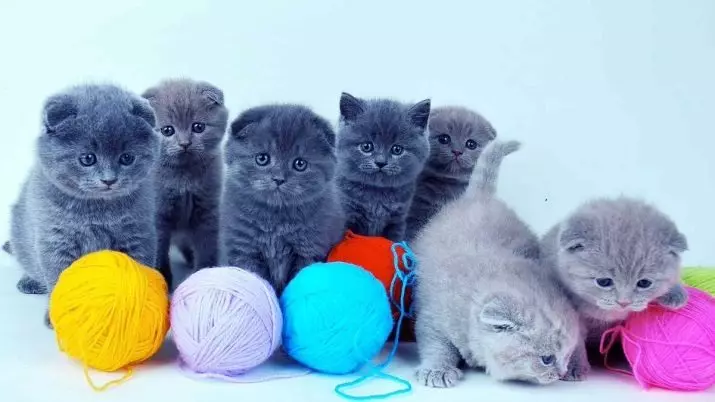 קליקים לקפל חתולים סקוטית וחתולים: שמות יפים של הסלדים. איך אתה יכול לקרוא לחתול אפור ושחור? כינויים מגניבים, אופציות לאנגלית 22442_18