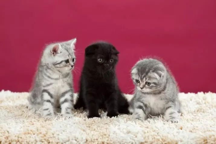 קליקים לקפל חתולים סקוטית וחתולים: שמות יפים של הסלדים. איך אתה יכול לקרוא לחתול אפור ושחור? כינויים מגניבים, אופציות לאנגלית 22442_3