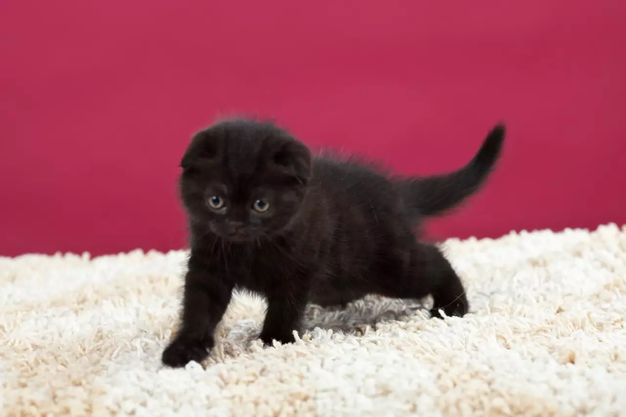 קליקים לקפל חתולים סקוטית וחתולים: שמות יפים של הסלדים. איך אתה יכול לקרוא לחתול אפור ושחור? כינויים מגניבים, אופציות לאנגלית 22442_7