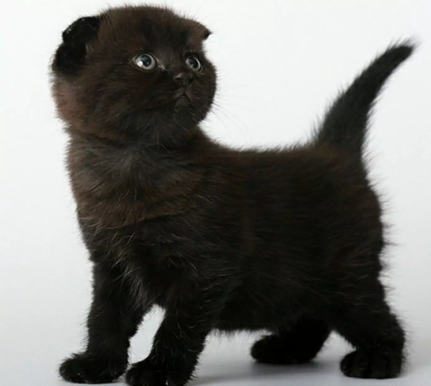 קליקים לקפל חתולים סקוטית וחתולים: שמות יפים של הסלדים. איך אתה יכול לקרוא לחתול אפור ושחור? כינויים מגניבים, אופציות לאנגלית 22442_8