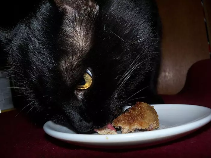 Кошка блюет и не ест. Черный кот кушает. Кошачьи котлетки. Кот и котлета. Кот ест котлету.