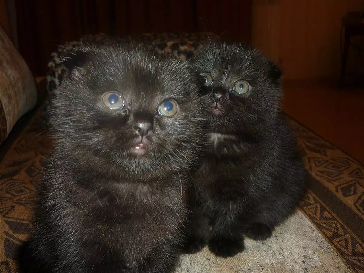 Шотландская вислоухая кошка черная 5 месяцев