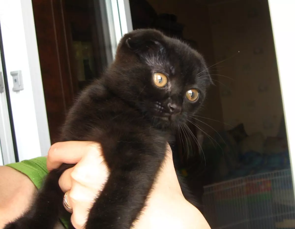 Черная Шотландская кошка девочка