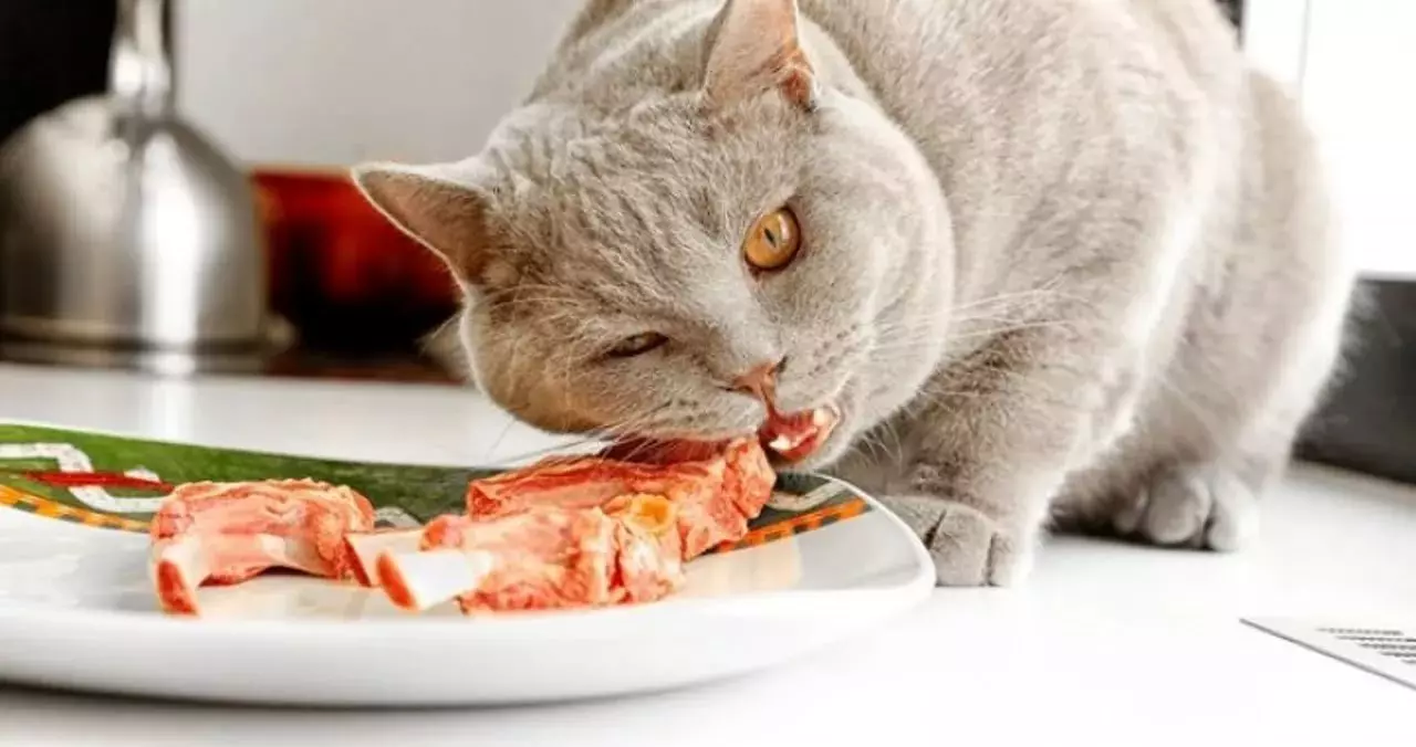 Sterilisasi dan pengebirian kucing dan kucing Inggris: Pada usia berapa, anak-anak yang bikin dikebiri? Kapan kucing mensterilkan? Apa yang akan memberi mereka makan setelah prosedur? 22449_15