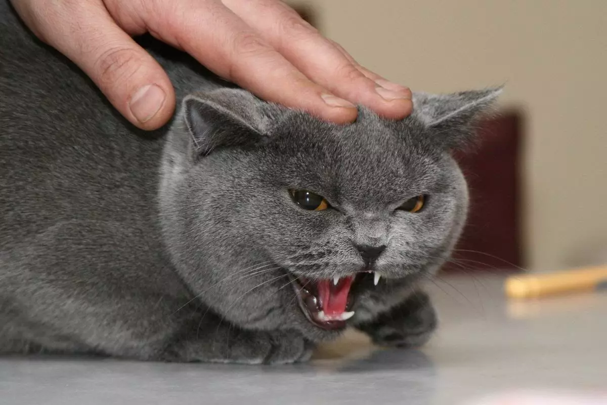 Sterilizarea și castrarea pisicilor britanice și a pisicilor: La ce vârstă, băieții bitistri sunt castrați? Când sunt steriliza pisicile? Ce să le hrănească după procedură? 22449_3