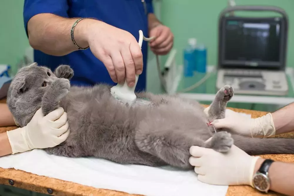 Sterilizzazione e castrazione di gatti e gatti britannici: A che età, i ragazzi bitistici sono castrati? Quando i gatti sterilizzano? Cosa nutrirli dopo la procedura? 22449_6