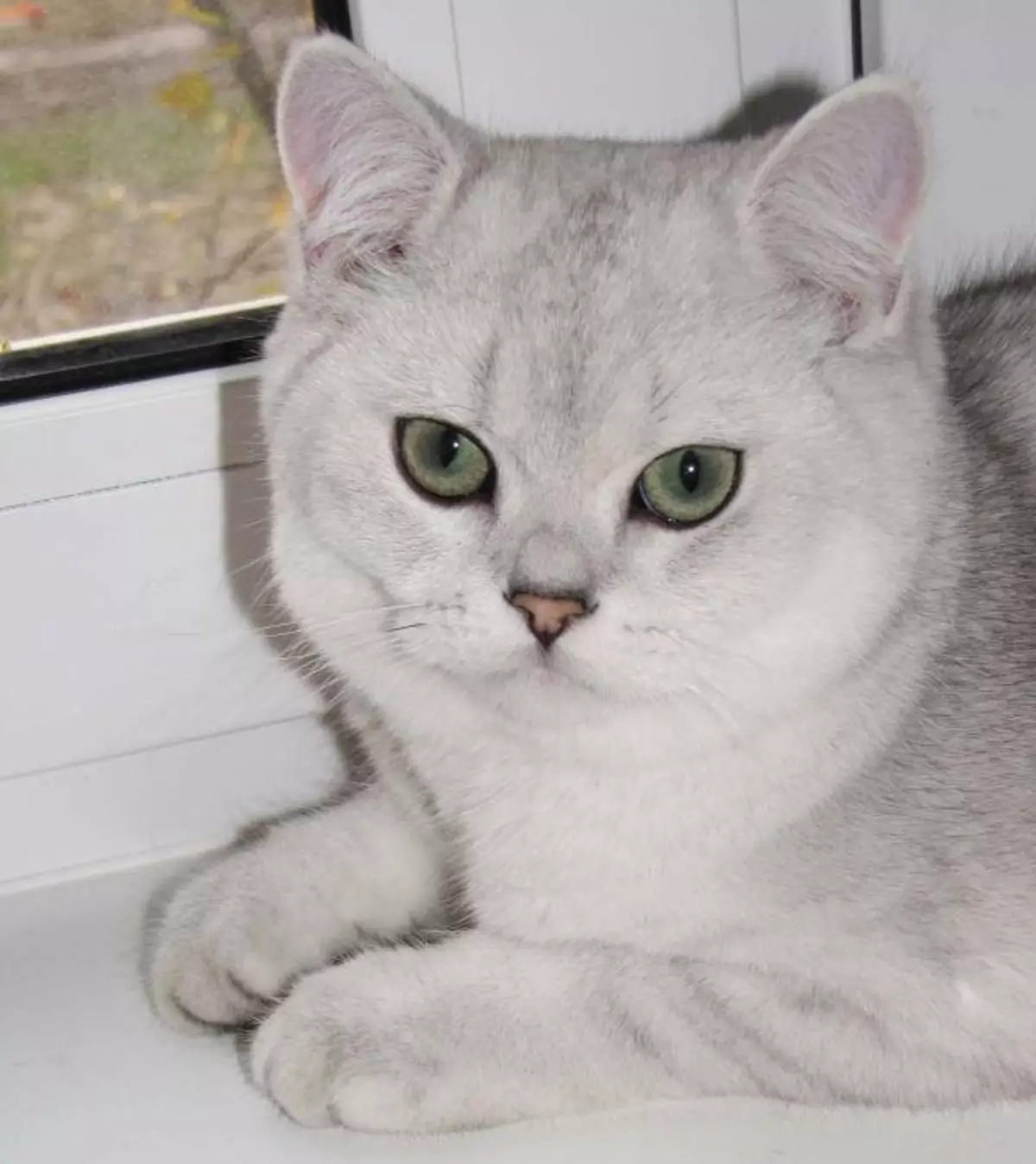 Британская короткошёрстная кошка шиншилла серебристая