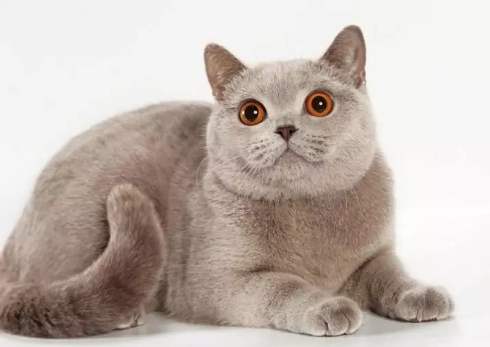 Britiske katter (36 bilder): Funksjoner av den britiske skilpaddefarging, røykfylt og sjokoladefarge 22451_15