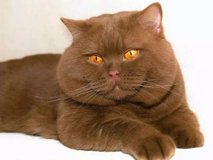 Mèo Anh (36 ảnh): Các tính năng của màu rùa Anh, màu khói và sô cô la 22451_17
