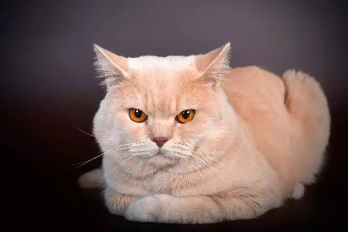 Britiske katter (36 bilder): Funksjoner av den britiske skilpaddefarging, røykfylt og sjokoladefarge 22451_19