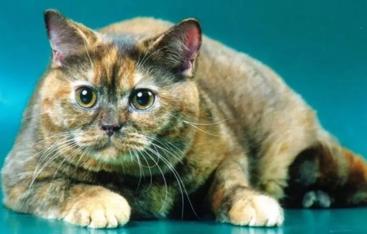Britiske katter (36 bilder): Funksjoner av den britiske skilpaddefarging, røykfylt og sjokoladefarge 22451_36